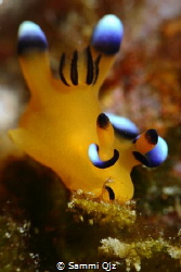 Pikachu Nudi at the Northeastern Coast, Taiwan by Sammi Qjz 